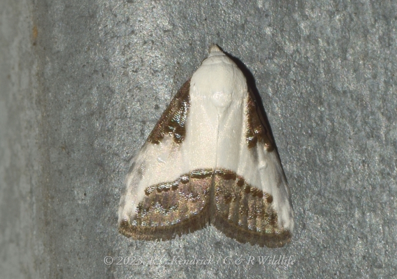 Aeneonola acontioides