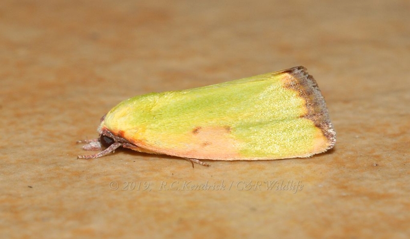 Earias cupreoviridis