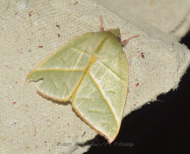 NOL Hylophilodes tsukusensis