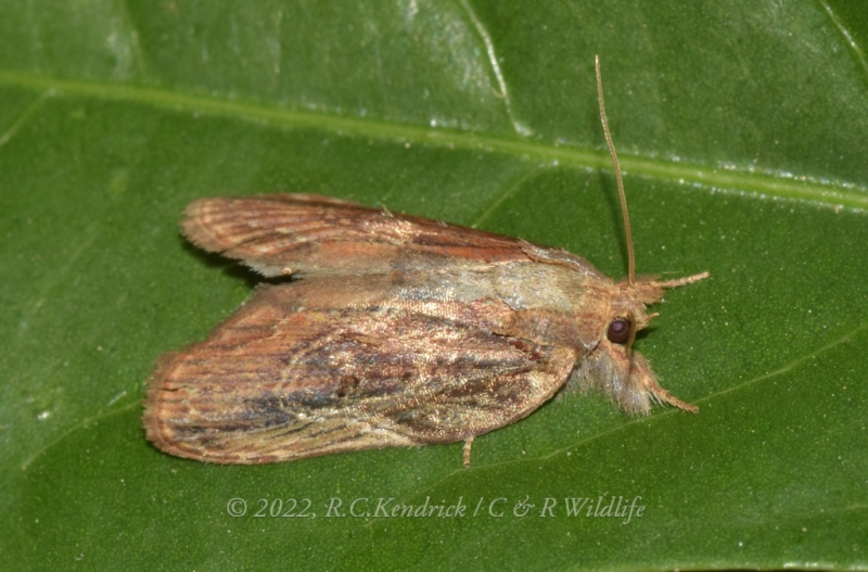Nolidae: Eligminae: Lamprothripa scotia