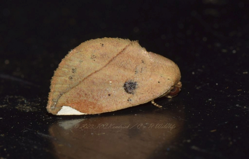 Negeta contrariata, spotted form