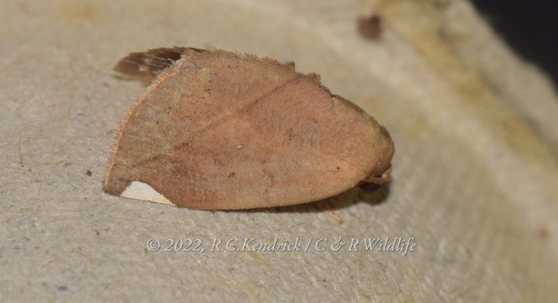 Negeta contrariata, spotless form