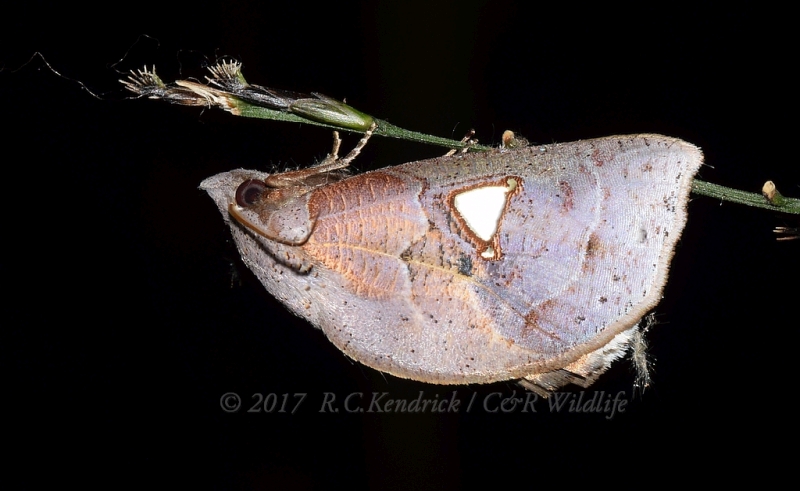 Pterogonia cardinalis
