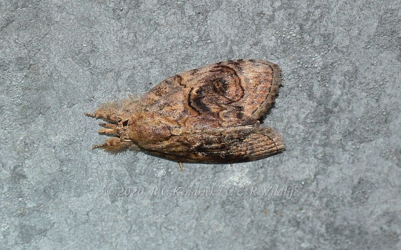 Nolidae: Eligminae: Selepa celtis