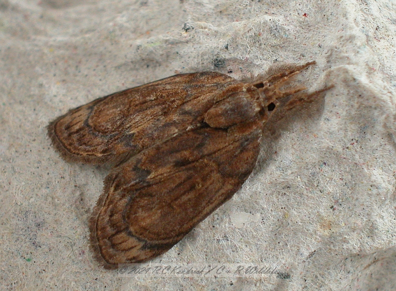 Nolidae: Eligminae: Selepa discigera