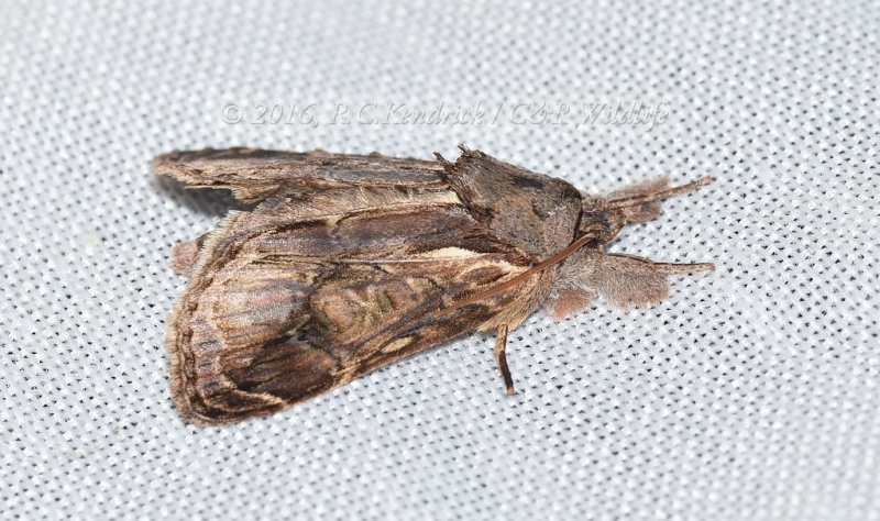 Nolidae: Eligminae: Triorbis annulata
