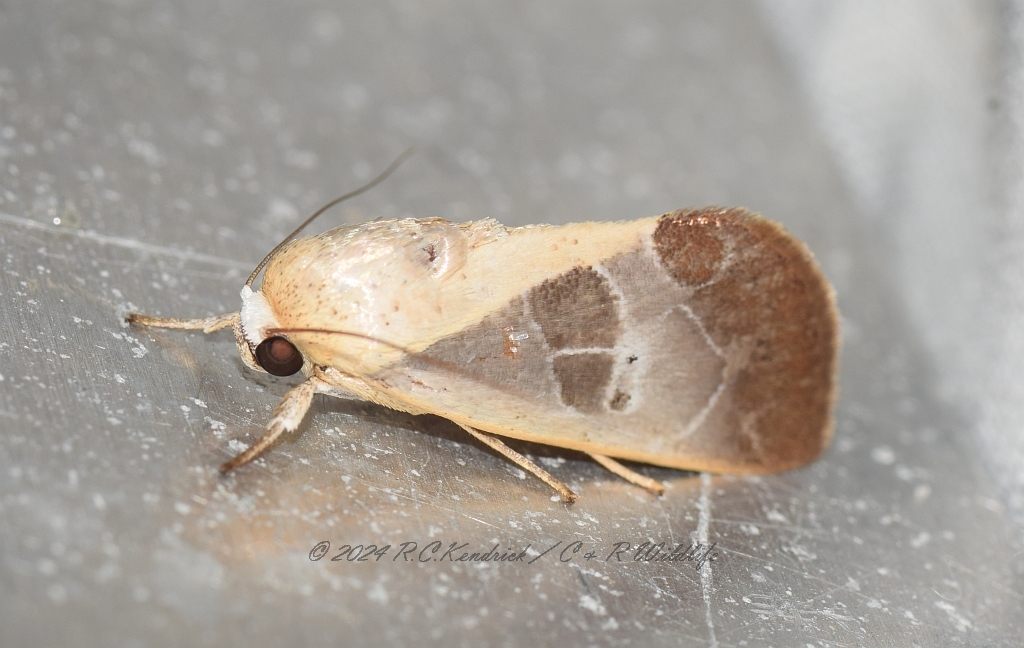 Westermannia elliptica